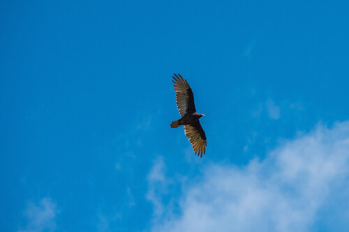 Birding-32.jpg