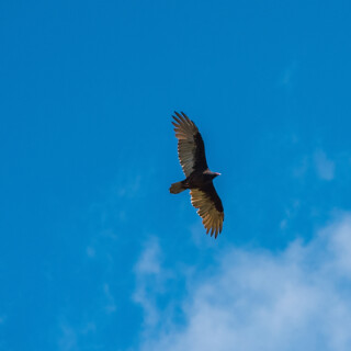 Birding-32
