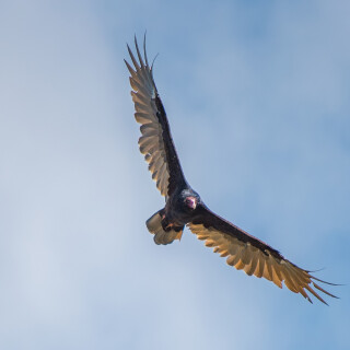Birding-33