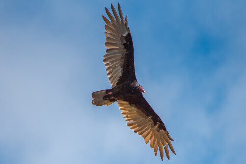 Birding-34.jpg