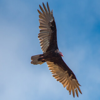 Birding-34