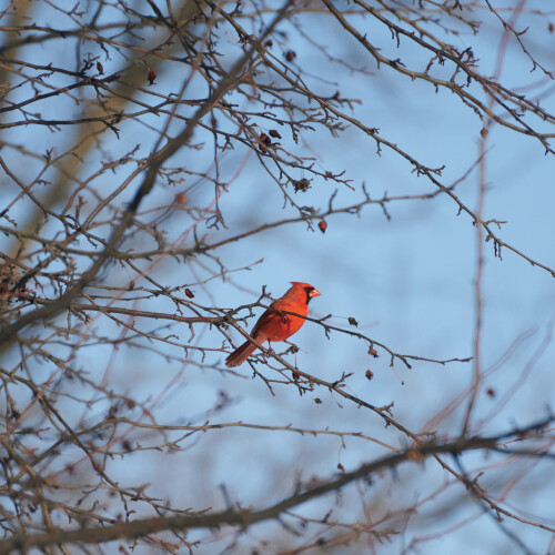 Birding-35.jpg