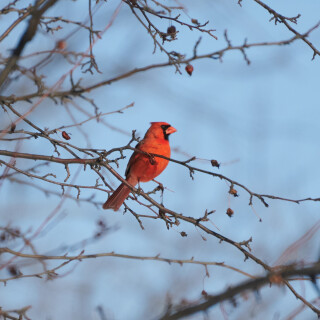Birding-36