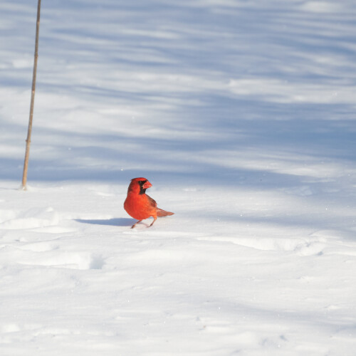Birding-37.jpg