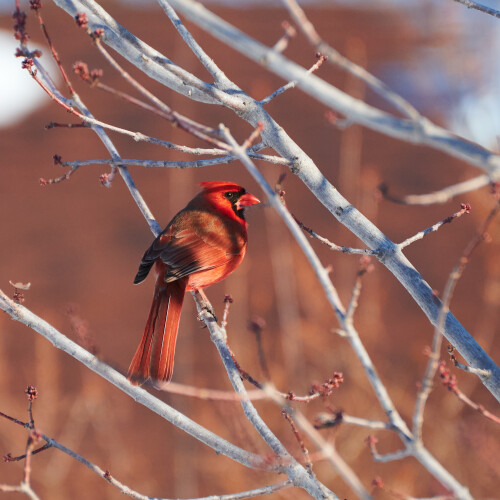 Birding-38.jpg