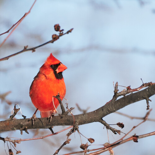 Birding-39.jpg