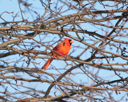 Birding-41.jpg