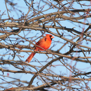Birding-41