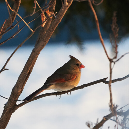Birding-42.jpg