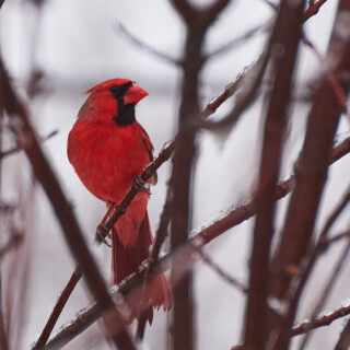 Birding-43