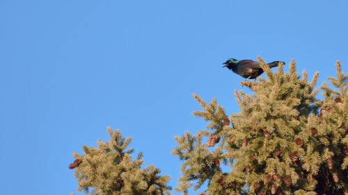 Birding-44.jpg