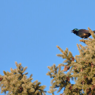 Birding-44
