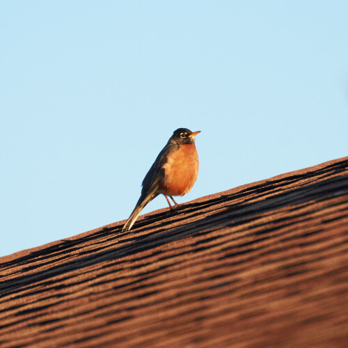 Birding-45.jpg