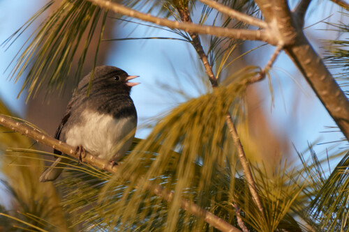 Birding-46.jpg