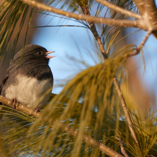 Birding-46