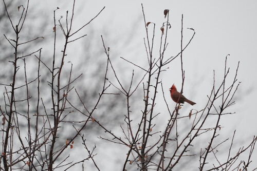 Birding-47.jpg