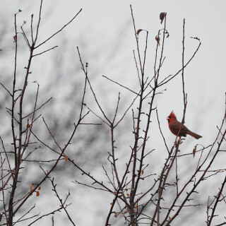 Birding-47
