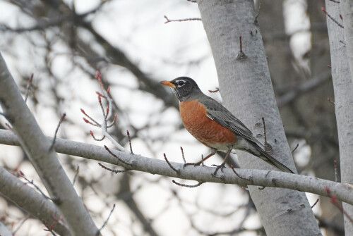Birding-48.jpg