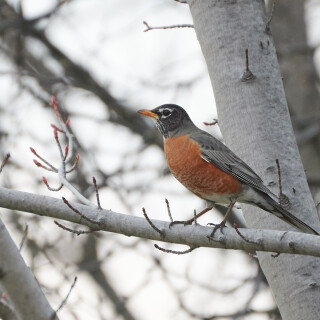 Birding-48