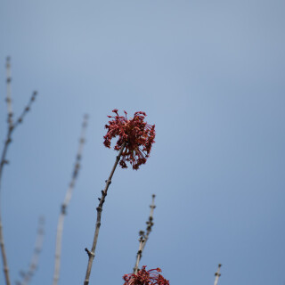 Birding-49