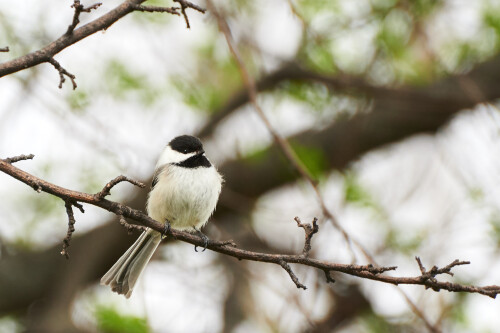 Birding-50.jpg