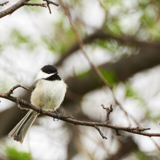 Birding-50