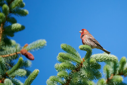 Birding-51.jpg