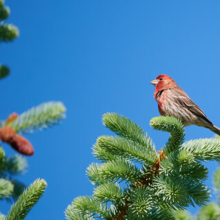 Birding-51