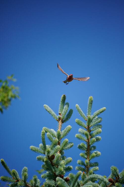 Birding-52.jpg