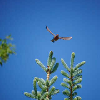 Birding-52