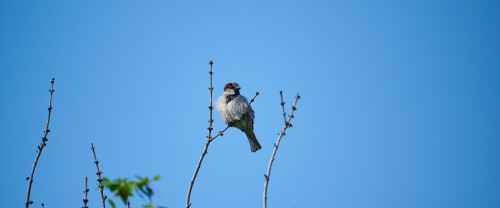 Birding-53.jpg