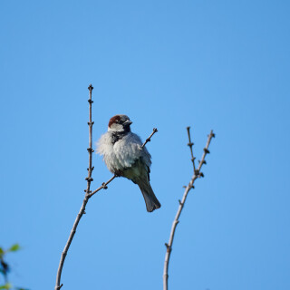 Birding-53