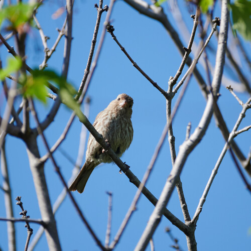 Birding-54.jpg