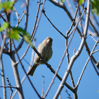 Birding-54