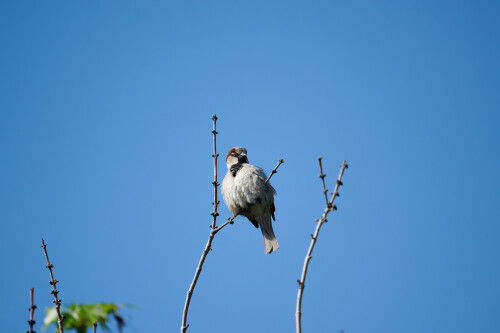 Birding-55.jpg