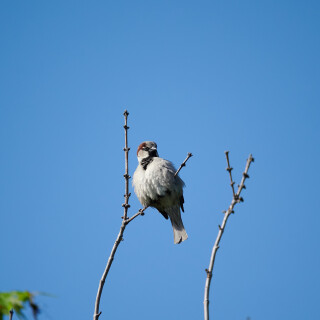 Birding-55