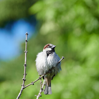 Birding-56
