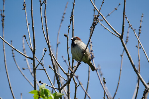 Birding-57.jpg