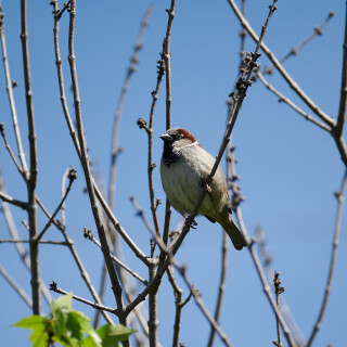Birding-57