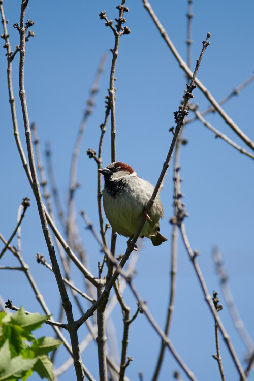 Birding-58.jpg