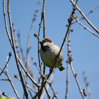 Birding-58