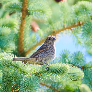 Birding-59