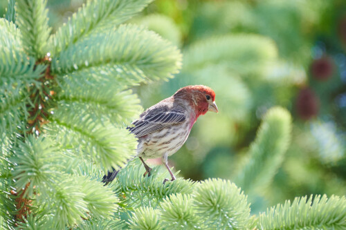 Birding-60.jpg