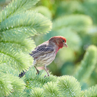 Birding-60