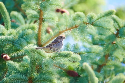 Birding-61.jpg