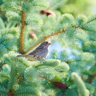 Birding-61