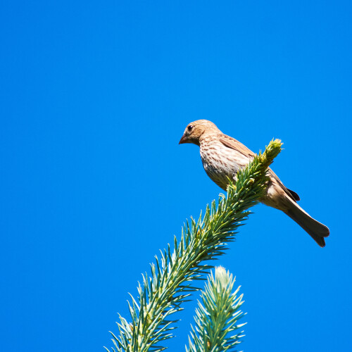 Birding-62.jpg