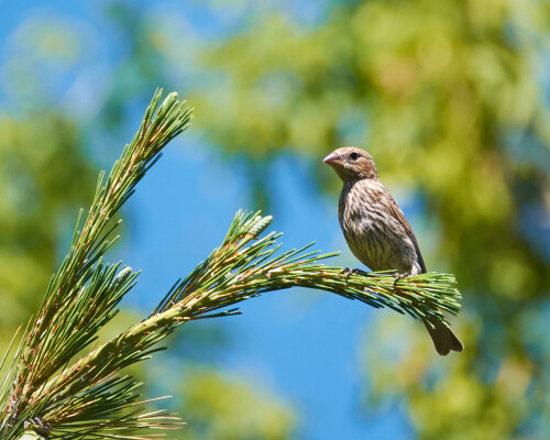 Birding-63.jpg
