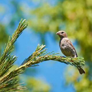 Birding-63