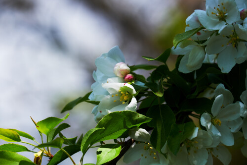 Macro-100.jpg